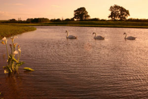 brinklow marina swans 300x200