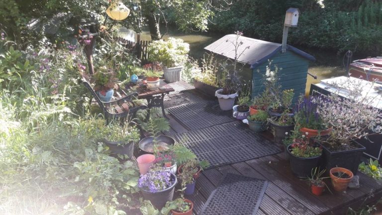 the cats whiskers 15 768x432