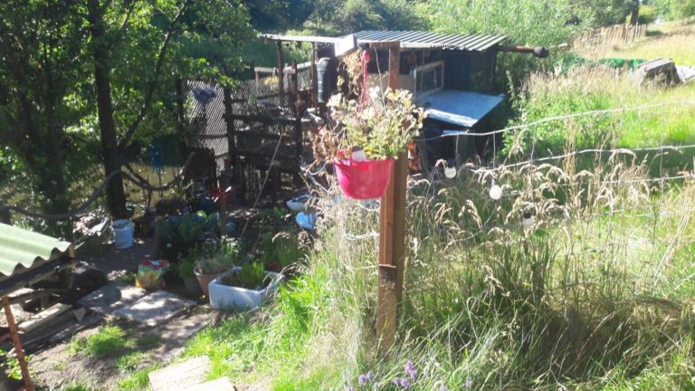 the cats whiskers 17 768x432