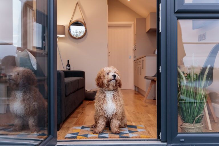 pet friendly 768x512