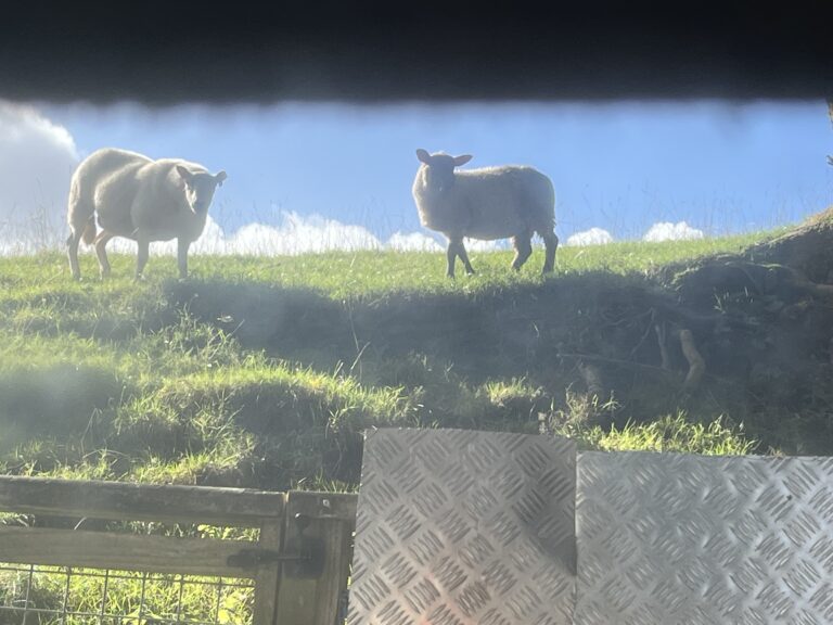 tempImageNWooMi 768x576